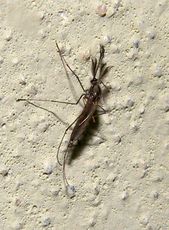 Ochlerotatus geniculatus?